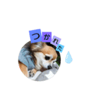 名犬たっぴー☆*。（個別スタンプ：10）