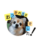 名犬たっぴー☆*。（個別スタンプ：11）
