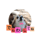 名犬たっぴー☆*。（個別スタンプ：12）