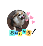 名犬たっぴー☆*。（個別スタンプ：13）