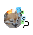 名犬たっぴー☆*。（個別スタンプ：15）