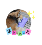 名犬たっぴー☆*。（個別スタンプ：16）