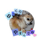 名犬たっぴー☆*。（個別スタンプ：17）
