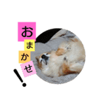 名犬たっぴー☆*。（個別スタンプ：18）