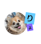 名犬たっぴー☆*。（個別スタンプ：19）
