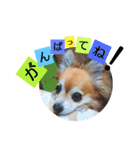名犬たっぴー☆*。（個別スタンプ：20）