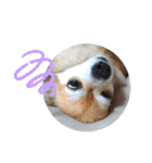 名犬たっぴー☆*。（個別スタンプ：21）