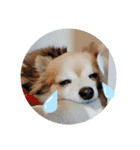 名犬たっぴー☆*。（個別スタンプ：22）