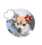 名犬たっぴー☆*。（個別スタンプ：23）