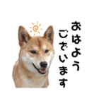 柴犬のおベルちゃん（個別スタンプ：1）