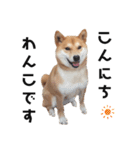 柴犬のおベルちゃん（個別スタンプ：2）