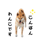 柴犬のおベルちゃん（個別スタンプ：3）