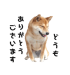 柴犬のおベルちゃん（個別スタンプ：5）