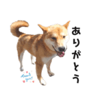 柴犬のおベルちゃん（個別スタンプ：6）