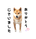 柴犬のおベルちゃん（個別スタンプ：7）