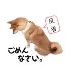 柴犬のおベルちゃん（個別スタンプ：8）