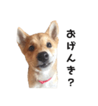柴犬のおベルちゃん（個別スタンプ：9）
