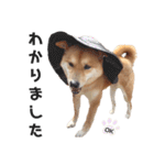 柴犬のおベルちゃん（個別スタンプ：10）