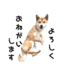 柴犬のおベルちゃん（個別スタンプ：11）