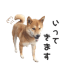 柴犬のおベルちゃん（個別スタンプ：12）