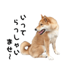 柴犬のおベルちゃん（個別スタンプ：13）