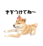 柴犬のおベルちゃん（個別スタンプ：14）