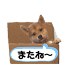 柴犬のおベルちゃん（個別スタンプ：15）