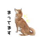 柴犬のおベルちゃん（個別スタンプ：17）