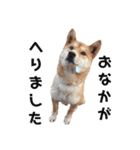 柴犬のおベルちゃん（個別スタンプ：18）