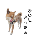 柴犬のおベルちゃん（個別スタンプ：19）