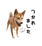 柴犬のおベルちゃん（個別スタンプ：20）