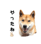柴犬のおベルちゃん（個別スタンプ：21）