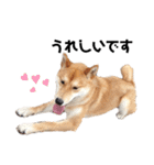 柴犬のおベルちゃん（個別スタンプ：22）