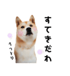 柴犬のおベルちゃん（個別スタンプ：23）