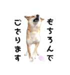柴犬のおベルちゃん（個別スタンプ：24）