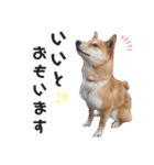 柴犬のおベルちゃん（個別スタンプ：25）