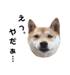 柴犬のおベルちゃん（個別スタンプ：27）