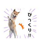柴犬のおベルちゃん（個別スタンプ：28）
