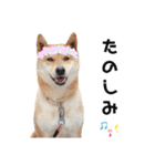 柴犬のおベルちゃん（個別スタンプ：29）