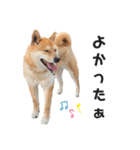 柴犬のおベルちゃん（個別スタンプ：30）