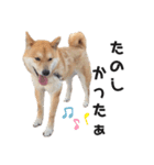 柴犬のおベルちゃん（個別スタンプ：31）