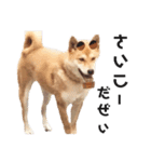柴犬のおベルちゃん（個別スタンプ：32）