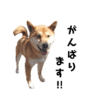 柴犬のおベルちゃん（個別スタンプ：33）