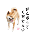 柴犬のおベルちゃん（個別スタンプ：34）