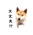 柴犬のおベルちゃん（個別スタンプ：35）