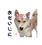 柴犬のおベルちゃん（個別スタンプ：36）