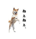 柴犬のおベルちゃん（個別スタンプ：37）