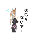柴犬のおベルちゃん（個別スタンプ：38）
