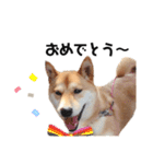 柴犬のおベルちゃん（個別スタンプ：39）