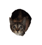 yebface（個別スタンプ：5）